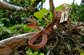 Siberut Black-headed cat snake (Boiga nigriceps brevicauda) ssp endemic Siberut
