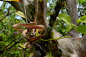 White-spotted cat snake (Boiga drapiezii) in a tree, Siberut, Mentawai, Indonesia. Controlled conditions