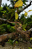 White-spotted cat snake (Boiga drapiezii) in a tree, Siberut, Mentawai, Indonesia. Controlled conditions