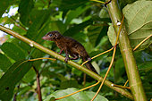 Treeshrew (Tupaia glis) or (Tupaia chrysogaster) ? Siberut island, Mentawei, Indonesia. Controlled conditions.