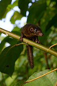 Treeshrew (Tupaia glis) or (Tupaia chrysogaster) ? Siberut island, Mentawei, Indonesia. Controlled conditions.