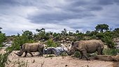 Southern White Rhinoceros (Ceratotherium simum simum), Kruger national park, South Africa