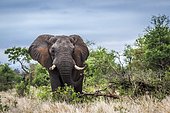 African bush elephant (Loxodonta africana africana) charging, Kruger national park, South Africa