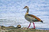 Egyptian Goose (Alopochen aegyptiaca) at the edge of water, Kruger national park, South Africa