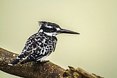 Pied Kingfisher (Ceryle rudis) on a branch, Kruger national park, South Africa