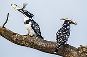 Pied Kingfisher (Ceryle rudis) eating fishes on a branch, Kruger national park, South Africa