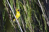 Layard's weaver (Ploceus cucullatus), Kruger national park, South Africa