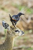 Red-winged Starling (Onychognathus morio) on Klipspringer (Oreotragus oreotragus), Kruger national park, South Africa