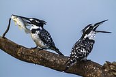 Pied Kingfisher (Ceryle rudis) eating a fish on a branch, Kruger national park, South Africa