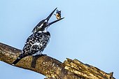 Pied Kingfisher (Ceryle rudis) eating a fish on a branch, Kruger national park, South Africa