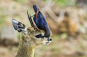 Red-winged Starling (Onychognathus morio) on Klipspringer (Oreotragus oreotragus), Kruger national park, South Africa
