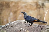 Red-winged Starling (Onychognathus morio) on rock, Kruger national park, South Africa