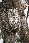 African Scops Owl (Otus senegalensis) at rest, Kruger national park, South Africa