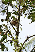 Sunda pangolin (Manis javanica) in a tree, Siberut, Mentavwai, Indonesia
