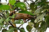 Sunda pangolin (Manis javanica) in a tree, Siberut, Mentavwai, Indonesia