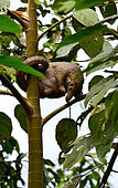 Sunda pangolin (Manis javanica) in a tree, Siberut, Mentavwai, Indonesia