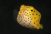 Juvenile Yellow Boxfish, Ostracion cubicus, Ambon, Indonesia