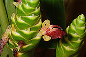 Ginger (Zingiber officinale), flowers, New Caledonia