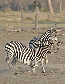 Plains Zebras (Equus burchelli) clash between two males. A dominant stallion protecting his harem against another male who seeks to impose. The fight is to bite the neck of the opponent, to kneel and make him lower his head in an attitude of submission. Usually the group has a male with 5-6 females of which is dominant, and their foals.