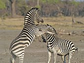Plains Zebras (Equus burchelli) clash between two males. A dominant stallion protecting his harem against another male who seeks to impose. The fight is to bite the neck of the opponent, to kneel and make him lower his head in an attitude of submission. Usually the group has a male with 5-6 females of which is dominant, and their foals.