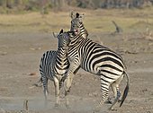 Plains Zebras (Equus burchelli) clash between two males. A dominant stallion protecting his harem against another male who seeks to impose. The fight is to bite the neck of the opponent, to kneel and make him lower his head in an attitude of submission. Usually the group has a male with 5-6 females of which is dominant, and their foals.