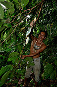 Temple pit viper (Tropidolaemus wagleri) catching in a tree Gunung Leuser, Sumatra