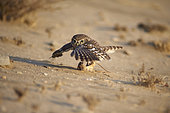 Little owl (Athena noctua) hunting Eastern Arabian spiny mouse (Acomys dimidiatus), Najd Plateau, Saudi Arabia