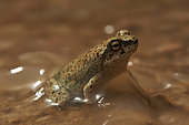 Arabian skittering frog (Euphlyctis ehrenbergii) in water, Najd Plateau, Saudi Arabia