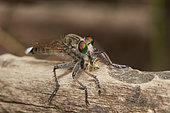 The highwayman (Apoclea femoralis) eating insect, Asir Mountains, Saudi Arabia