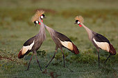 Grey Crowned-Crane (Balearica regulorum) displaying on ground, Masai Mara, Kenya