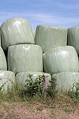 Enrubannage sous film plastique conservation des récoltes Round Baller de foin (herbe) Barenton, Manche, Normandie, France, Europe Juillet 2016