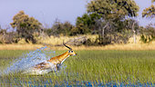 Red lechwe (Kobus leche leche). Okavango Delta. Botswana