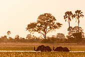 African bush elephant (Loxodonta africana) crossing a channel. Okavango Delta. Botswana