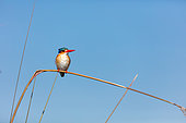 Malachite kingfisher (Corythornis cristatus. Okavango Delta. Botswana