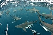 Blacktip sharks (Carcharhinus limbatus) - Site of Protea Banks, off the town of Umkomaas, South Africa