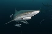 Blacktip shark (Carcharhinus limbatus) - Site of Protea Banks, off the town of Umkomaas, South Africa