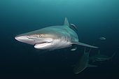 Blacktip shark (Carcharhinus limbatus) - Site of Protea Banks, off the town of Umkomaas, South Africa