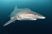 Blacktip shark (Carcharhinus limbatus) - Site of Protea Banks, off the town of Umkomaas, South Africa