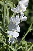 Sweetpea (Lathyrus odoratus) flowers