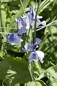 Sweetpea (Lathyrus odoratus) flowers