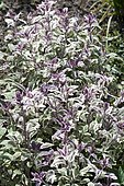 Kitchen sage (Salvia officinalis) 'Tricolor'