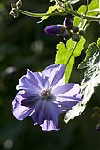 Abutilon (Abutilon x suntense) 'Geoffrey Gorer' flower