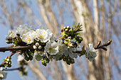 Rameau de cerisier en fleurs fin mars, Provence, France