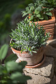 Unflowered lavender in pot, Provence, France
