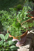 Fennel in pot, Provence, France