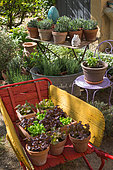 Various herbs and salad in pots, Provence, France