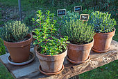 Herbs: thyme, lavender and mint in pots, Provence, France