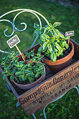 Mint and basil in pot on a chair, Provence, France