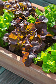 Planter with red and blonde oak leaf Lettuce, Provence, France