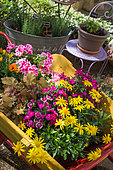 Pelargonium, Heuchera, Euryops, Dianthus and Gazania on a wheelbarrow, Provence, France